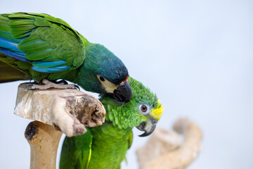 two green parrots perched on wooden branches in an aviary, showing natural interaction, vibrant feathers and calm behavior against soft background © Татьяна Швец