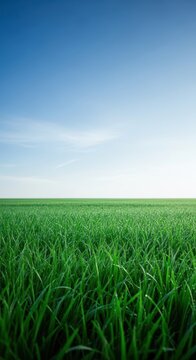 A vast, open landscape featuring lush, brilliant green grass stretching toward the distant horizon under a beautiful blue sky, horizon, verdant, summer