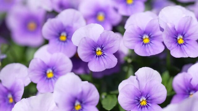 Purple pansy flower blooming in spring. Delicate viola blossom close up. Lavender pansies in garden. Viola tricolor flower in natural light. Spring pansy petals macro detail. Blooming viola flowers.