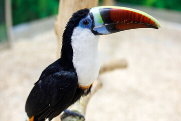 close portrait of a toucan showing detailed beak colors and smooth feathers, sharp eye and soft blurred background in natural light © Татьяна Швец
