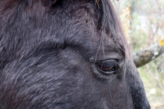 Close-up di occhio di cavallo purosangue marrone