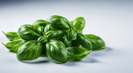 Obraz premium Vibrant green basilic leaves piled loosely, highlighting their aromatic quality and essential role in fresh summer cuisine preparation, green, plant, gardening