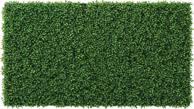 Dense green leafy hedge background with small oval leaves