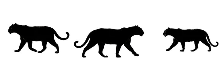 Big Cat Silhouette Set Illustration Isolated on White Background, Wild Predator Animal Collection © Rama