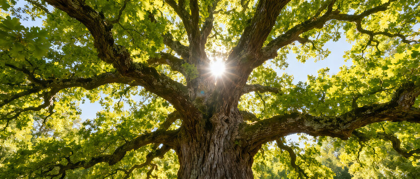imager Majestic old oak tree with vibrant green leaves and bright sun rays bursting through branches isolated on White Background background