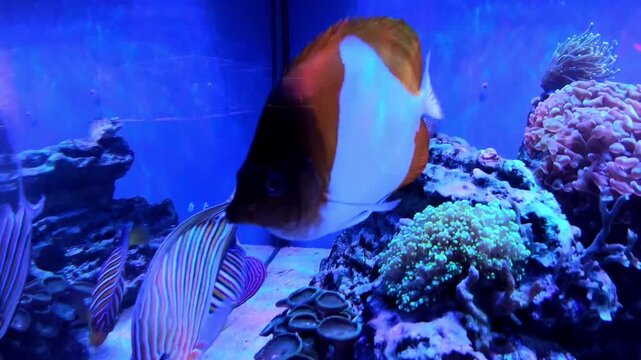 Exotic fish from tropical latitudes in the aquarium.