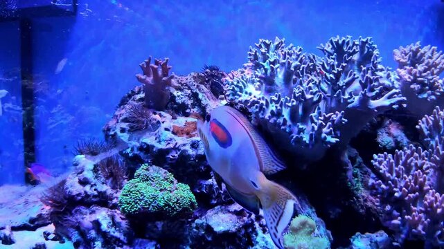 Exotic fish from tropical latitudes in the aquarium.