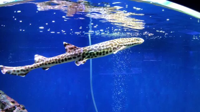 Exotic fish from tropical latitudes in the aquarium.