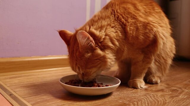A cute, bright orange Maine Coon cat eating a delicious beef breakfast from a white plate in his home kitchen, smacking, slurping, chaws appetizingly. A funny close-up portrait with natural sound