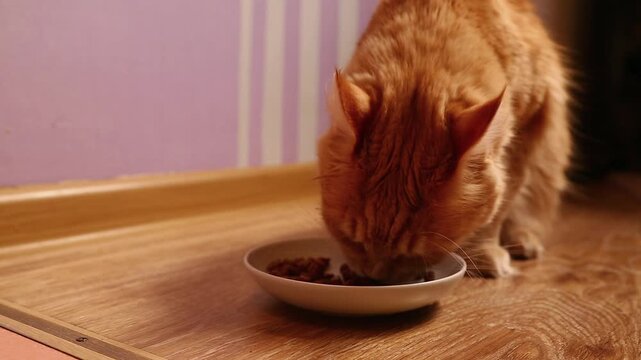 A cute, bright orange Maine Coon cat eating a delicious beef breakfast from a white plate in his home kitchen, smacking, slurping, chaws appetizingly. A funny close-up portrait with natural sound