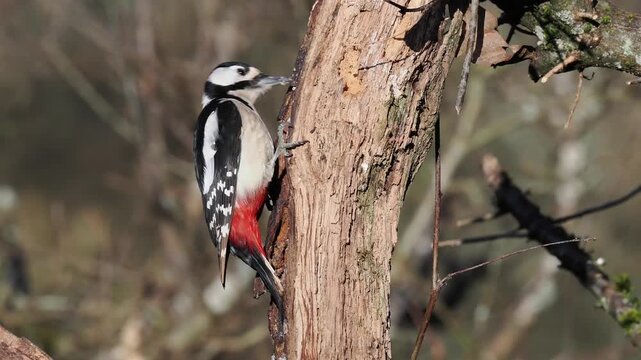 Buntspecht, Great Spotted Woodpecker, Dendrocopos major
