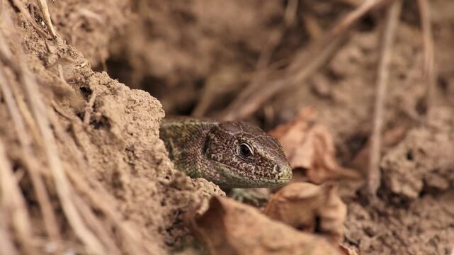 Sand lizard tongue flicking from burrow in macro slow motion close up