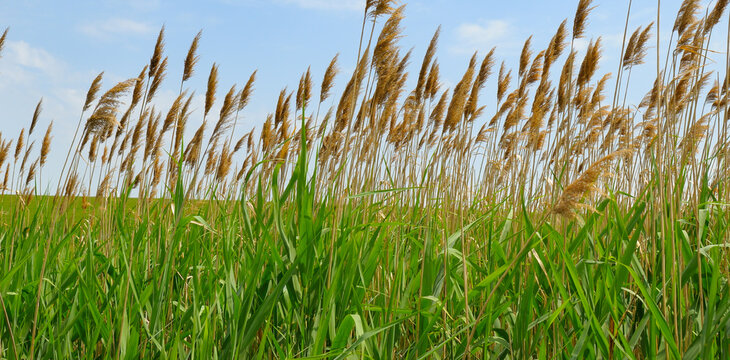 Tall green common reed phragmites australis growing in a dense thicket under a clear blue sky in a horizontal summer landscape, natural aquatic plants in a wetland environment with copy space.