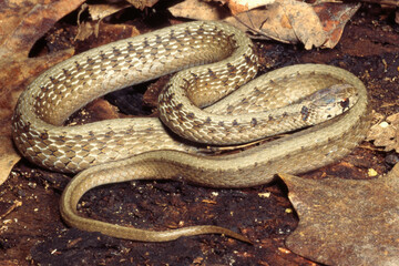 Obraz premium Dekay's brown snake (Storeria dekayi)