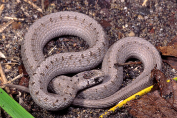 Obraz premium Dekay's brown snake (Storeria dekayi)