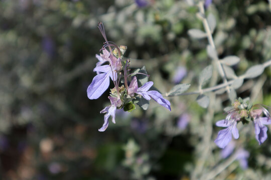Teucrium fruticans, Camedrio femmina, Teucrio frutescente