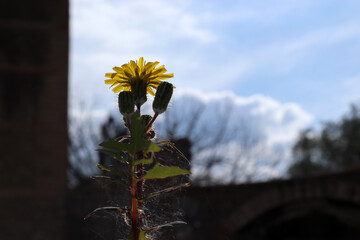 Tarassaco comune giallo © Ilarialapreziosa