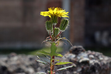 Tarassaco comune giallo © Ilarialapreziosa