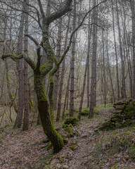 Fototapeta premium Mysterious sunlit forest path with unique shaped trees and green foliage