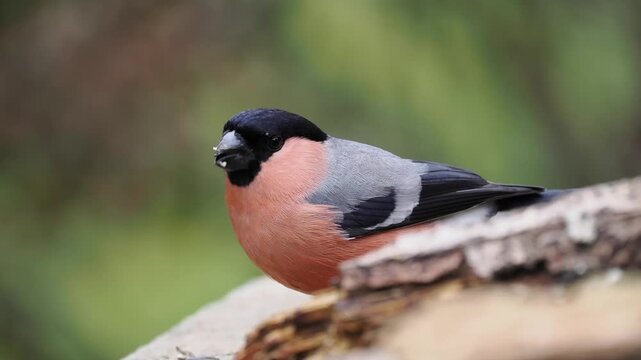 Gimpel, Dompfaff, Eurasian bullfinch, Pyrrhula pyrrhula