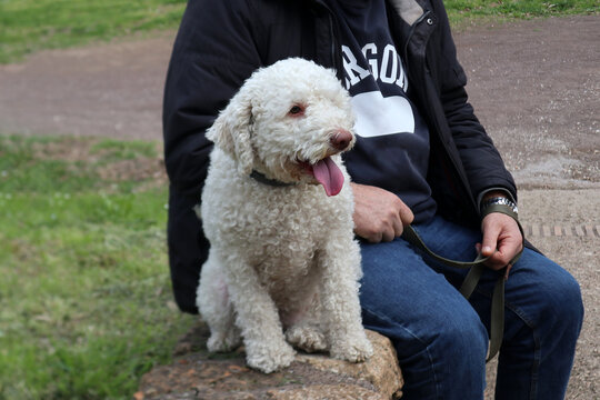 Lagotto Romagnolo bianco, cane da tartufo