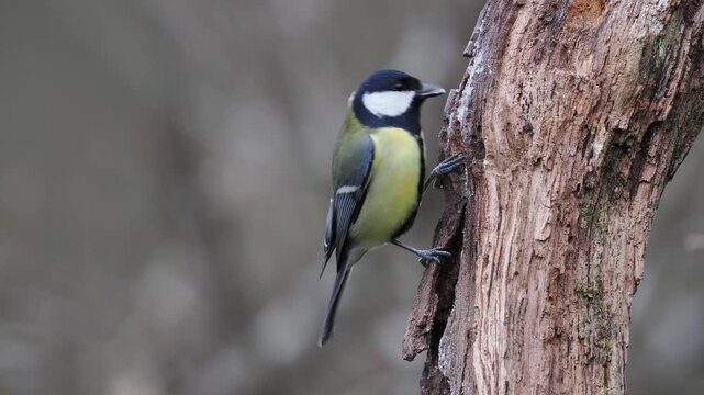 Kohlmeise, Parus major

