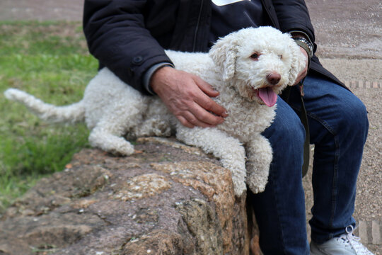 Lagotto Romagnolo bianco, cane da tartufo