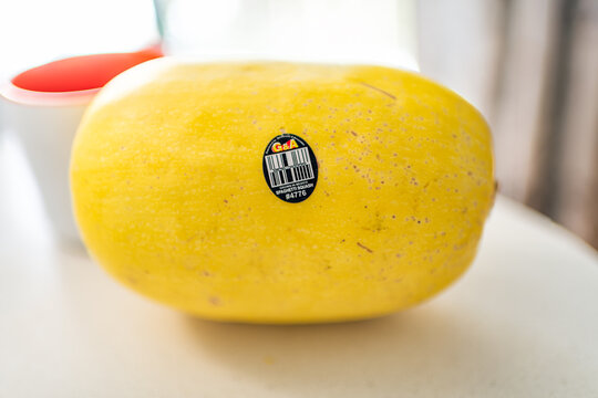 Roseland, USA - February 13, 2025: Spaghetti squash pumpkin storebought vegetable with PLU number 4776 for product of grown in Mexico