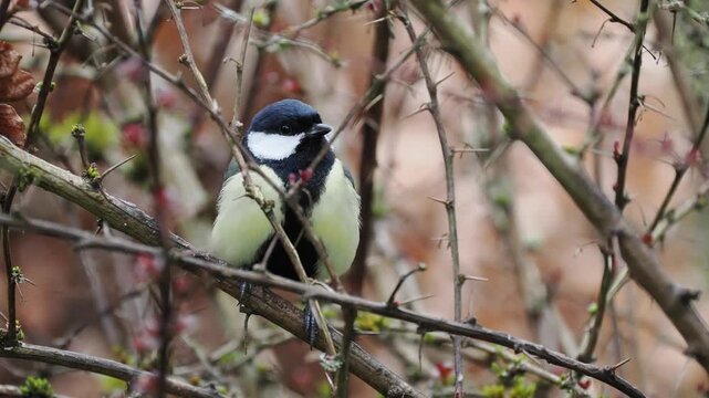 Kohlmeise, Parus major

