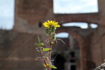Tarassaco comune giallo © Ilarialapreziosa