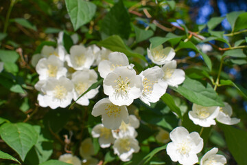 Fototapeta premium Beautiful White Mock Orange Flowers in Bright Sunlight. Philadelphus Shrub in Full Bloom, Springtime Nature Background for Design. jasmine