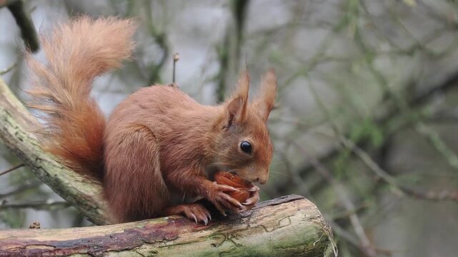 Eurasisches Eichh&ouml;rnchen, Sciurus vulgaris 