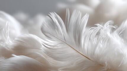 Fototapeta premium Close up view of layered white feathers with soft lighting highlighting fine details and texture effects in an abstract setting