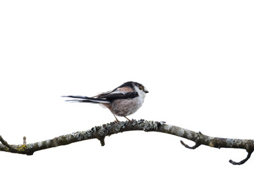 Long tailed tit perched on branch isolated on transparent background © Paul V.