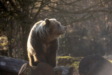 Fototapete bei efototapeten.de bestellen   
