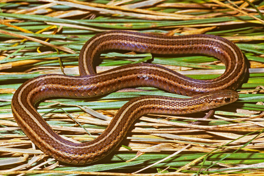 Shortheaded gartersnake, Thamnophis brachystoma, on grass litter.