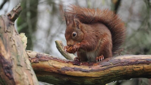 Eurasisches Eichh&ouml;rnchen, Sciurus vulgaris 