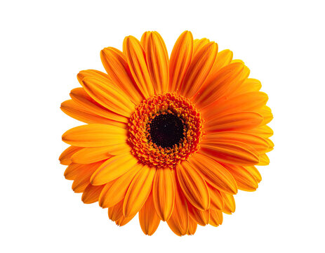 Vibrant orange daisy with dark center against a clean white background