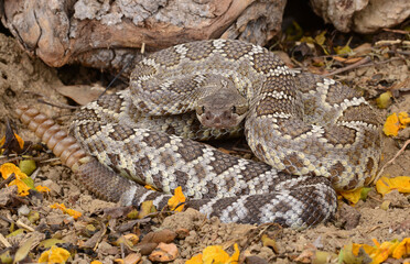 Fototapeta premium Pacific Rattlesnake commonly found in southern California.