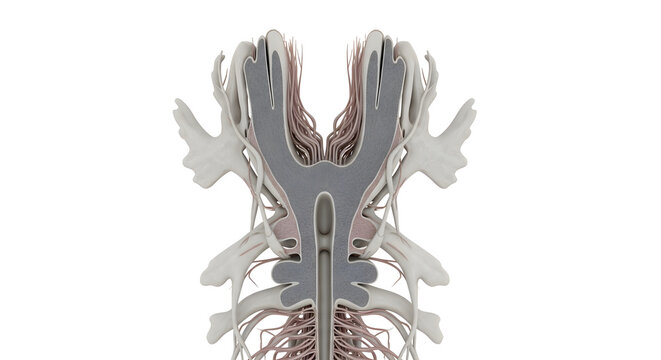 Anatomy of the larynx and trachea