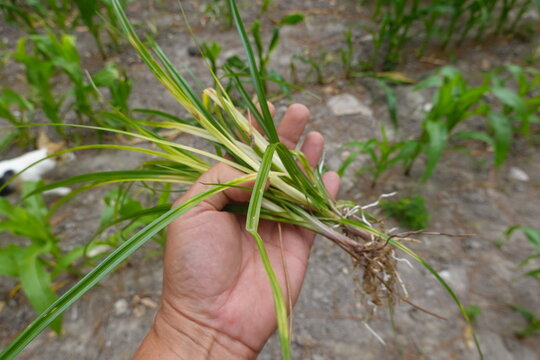 Hand holding purple nutsedge weed with roots