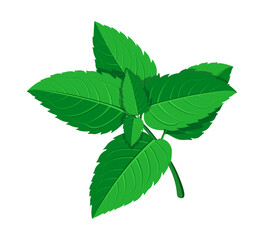 A twig of fresh fragrant mint in a cartoon style. Vector illustration of mint leaves of different shapes, sizes, a twig, isolated on a white background. Medicinal plants. Useful vitamin herbs. © Kateryna_Malovana