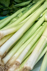 Fresh Bundle of Green Onions (Scallions) with Roots