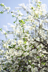 Blooming Cherry Blossom Branch with White Flowers and Green Leaves