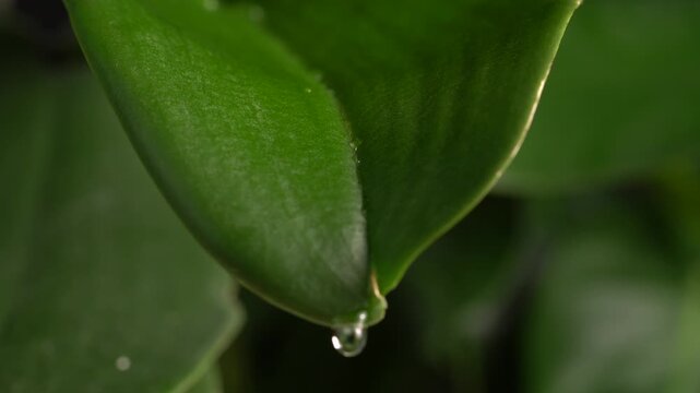 Drops of dew or rainwater on green exotic leaves. Natural moisture and condensation in a tropical jungle. Water droplets on green orchid leaves during a rainy day in the forest. Selective focus.