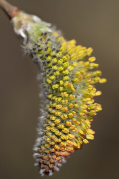 Close-up of a single willow blossom, whose buds are about to open