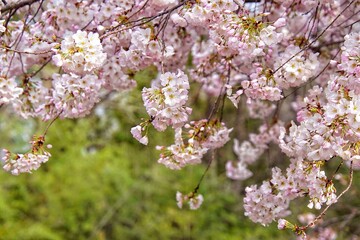 Fototapeta premium Delicate cherry blossom branches in full bloom, featuring soft pink and white flowers against a dreamy bokeh background, capturing the fleeting beauty of spring. stunning close-up of cherry blossom