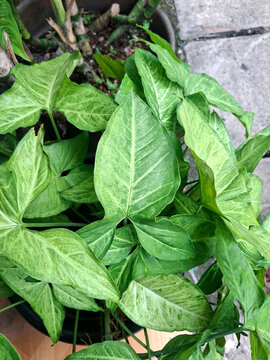 bushy Syngonium podophyllum, commonly known as the Arrowhead Plant