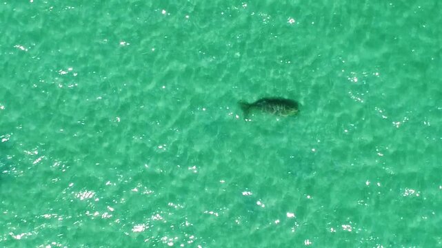 Aerial view of lone dugong sea cow swimming in the sea in Kho Muk, Thailand