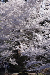 Fototapeta premium Delicate cherry blossom branches in full bloom, featuring soft pink and white flowers against a dreamy bokeh background, capturing the fleeting beauty of spring. stunning close-up of cherry blossom